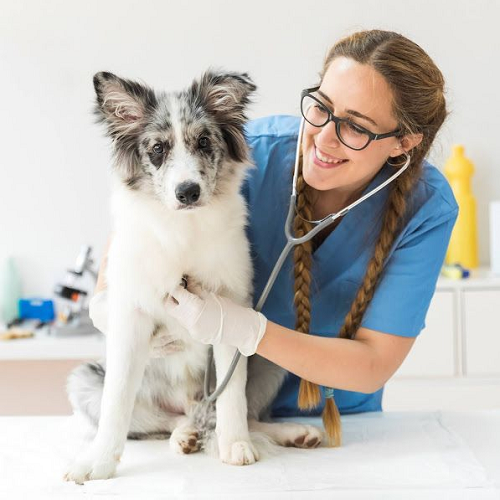 Bác sĩ thú y kiểm tra sức khỏe cho chó bị nôn mửa