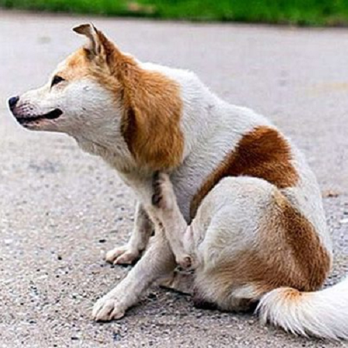 Chó gãi ngứa dữ dội, dấu hiệu bệnh ghẻ.