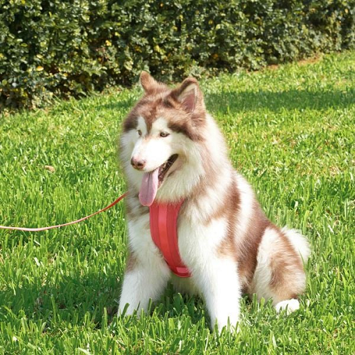 Chó Husky ngồi phơi nắng buổi sáng để tổng hợp vitamin D tự nhiên