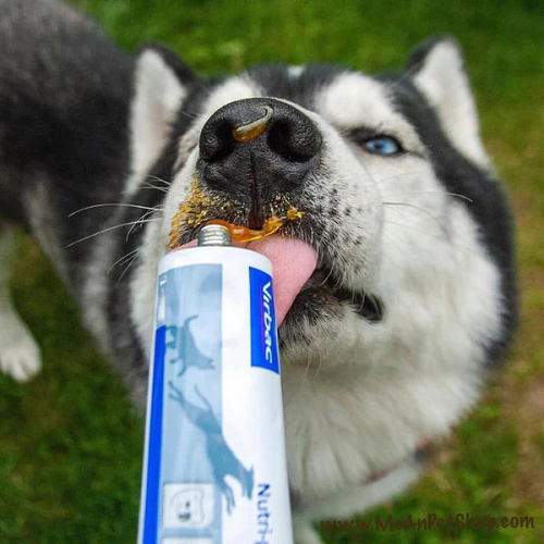 Chó Husky liếm gel dinh dưỡng từ ống tuýp bổ sung sức khỏe