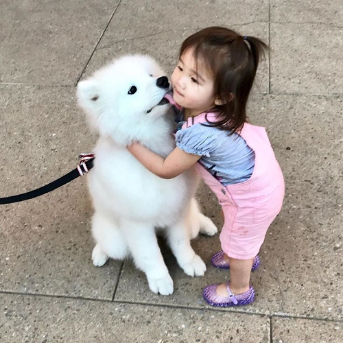 Bé gái ôm và hôn một chú chó Samoyed con trắng như tuyết đang ngồi trên vỉa hè