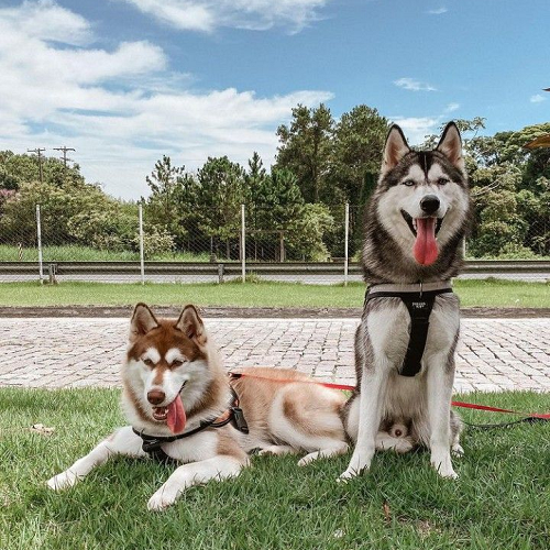 Cặp đôi chó Husky thuần chủng, một nâu đỏ và một xám trắng, sẵn sàng phối giống