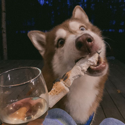Chó Husky nâu đỏ cắn đồ chơi xương trong buổi tối cùng chủ nhân