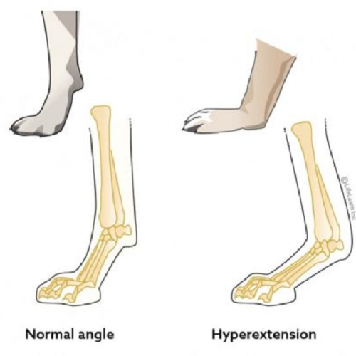So sánh góc chân bình thường và chân chó bị hạ bàn (hyperextension)