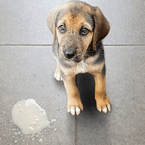 Chó con bị nôn ra bọt trắng do rối loạn tiêu hóa hoặc nhiễm virus.