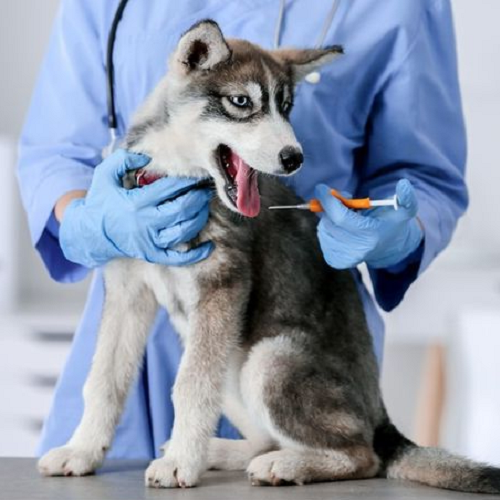 Chó Husky con được tiêm phòng bởi bác sĩ thú y.