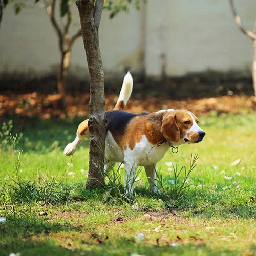 Chó Beagle đực đi vệ sinh và đánh dấu lãnh thổ dưới gốc cây