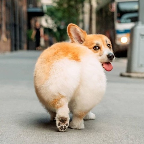 Chó Corgi quay đầu lại với biểu cảm tinh nghịch, nổi bật với vòng mông tròn mũm mĩm.