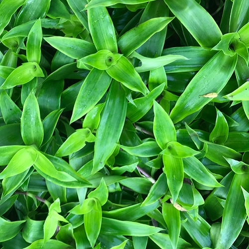 Cây Lược Vàng (Callisia fragrans) hoặc cây Nhọ Nồi (Eclipta prostrata) - các loại cây được dùng trong bài thuốc dân gian chữa tiêu chảy ra máu ở chó.