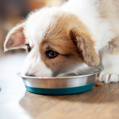 Chó con Pembroke Welsh Corgi hoặc Cardigan Welsh Corgi đang ăn cháo loãng từ bát kim loại.