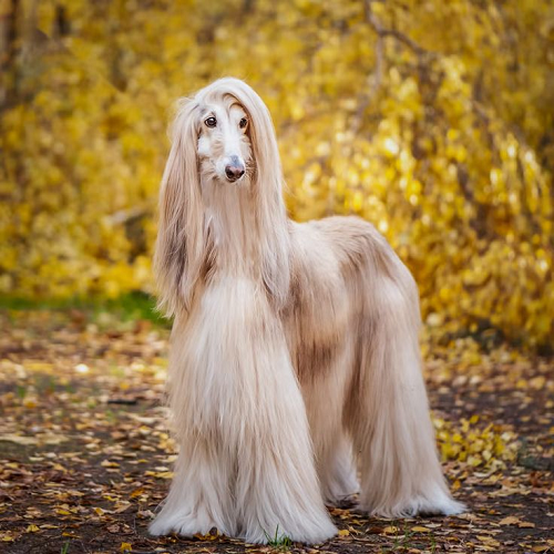 Chó Afghan Hound lông dài mượt, đứng duyên dáng giữa rừng lá vàng.