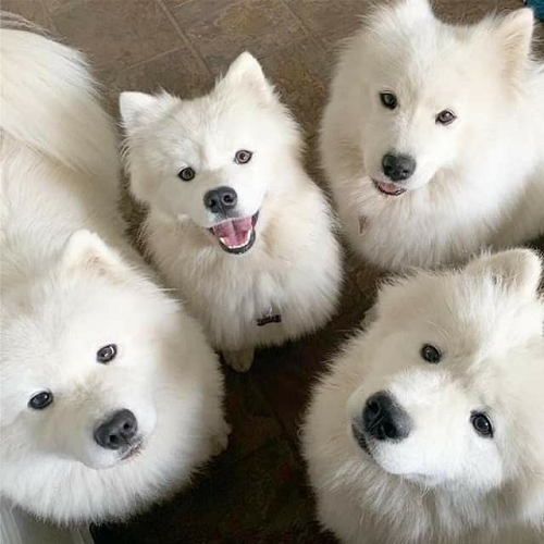 Bốn chú chó Samoyed trắng quây quần nhìn lên camera với biểu cảm dễ thương