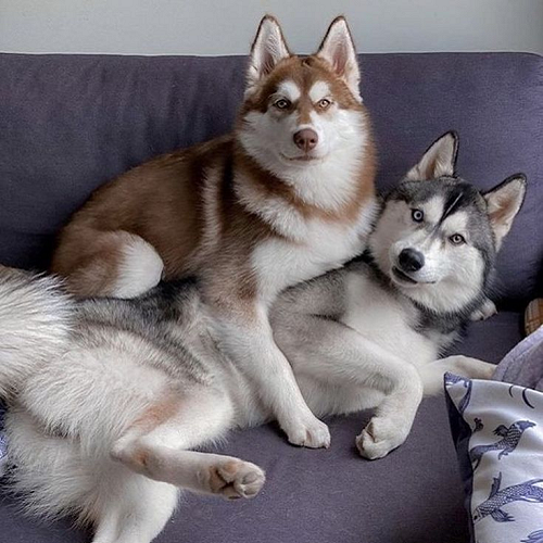 Chó Husky nâu đỏ và xám trắng nằm ôm nhau tình cảm sau khi phối giống