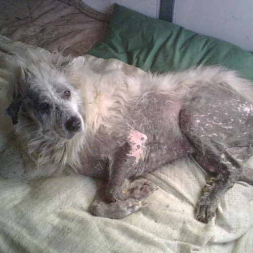 Chó bị rụng lông từng mảng do ghẻ Demodex.