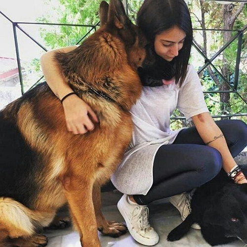 Chó Becgie quấn quýt bên chủ nhân, thể hiện sự trung thành và tình cảm gắn bó sâu sắc.