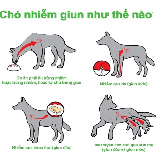 Minh họa các con đường lây nhiễm giun sán ở chó