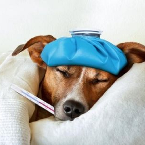 Chó bị sốt được chườm lạnh và đo nhiệt độ bằng nhiệt kế.