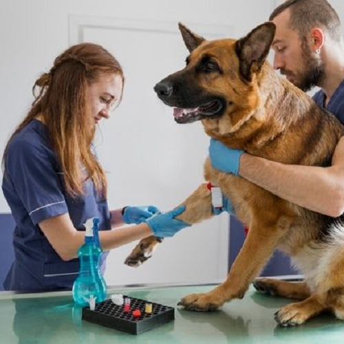 Thú y tiêm canxi cho chó mẹ bị tụt canxi