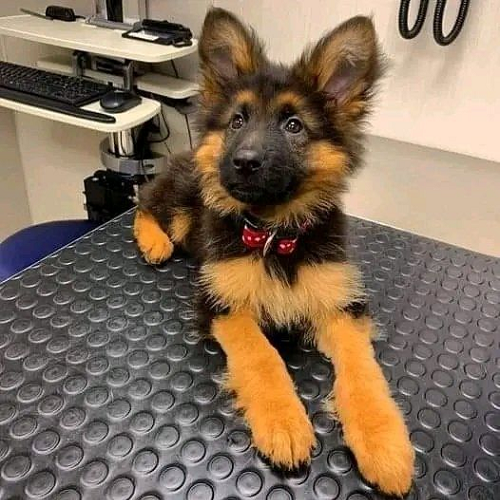 Chó Becgie con được đưa đi kiểm tra và tiêm phòng bệnh dại.