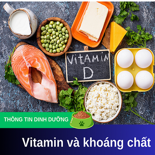 Thực phẩm giàu canxi và vitamin D cho chó mẹ sau sinh