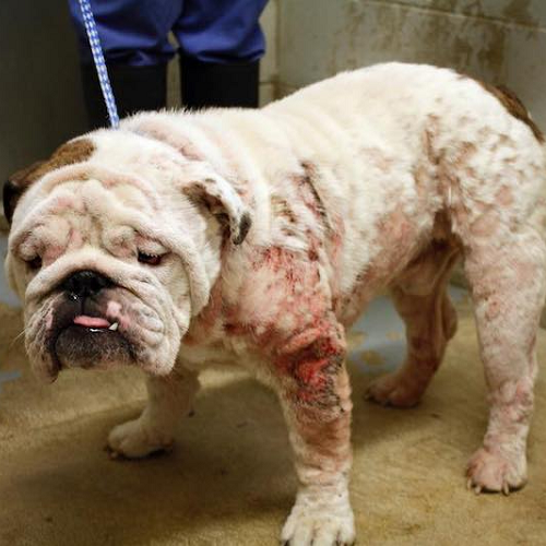 Chó Bulldog bị ghẻ nghiêm trọng với các vùng da tổn thương và rụng lông.