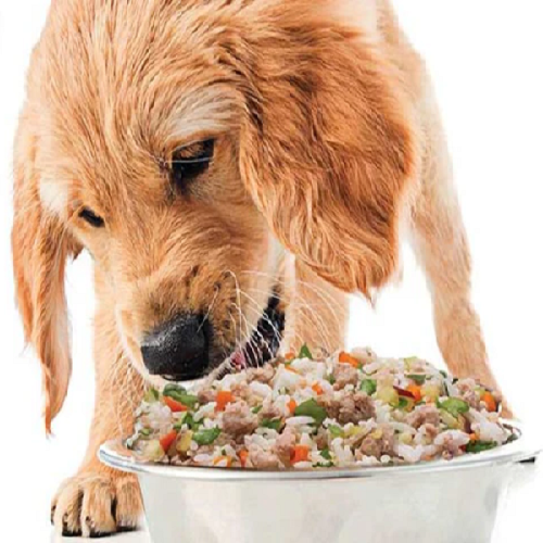 Chó con ăn cơm trộn rau củ và thịt trong tô inox sạch