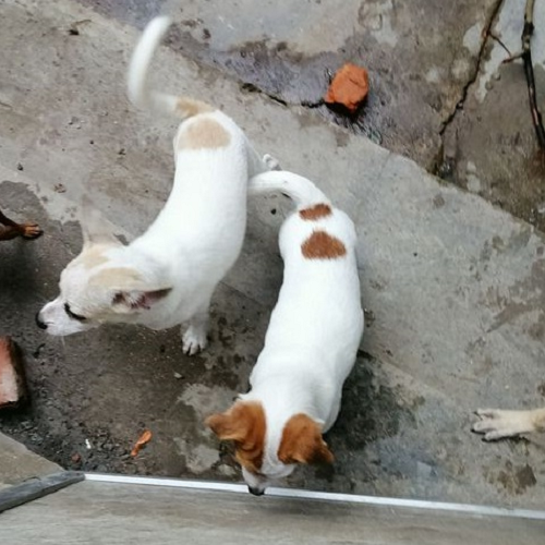 Hai chú chó trắng có đốm vàng đặc biệt trên đầu và lưng