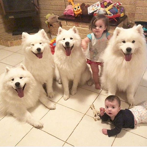 Bốn chú chó Samoyed trắng và hai em bé đang chơi cùng nhau trong phòng khách