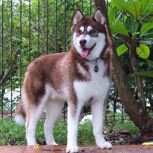 Chó Husky nâu đỏ thuần chủng, ngoại hình khỏe mạnh, phù hợp phối giống