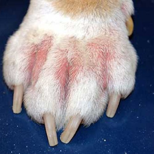 Chân chó bị sưng đỏ và kích ứng do ghẻ Demodex.