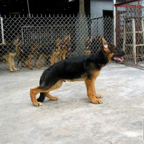 Chó Becgie bị hạ bàn chân đang đứng trong sân, chân sau bị lệch, nền bê tông có hàng rào sắt phía sau.