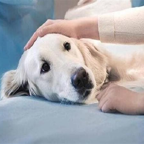 Chó cái được vuốt ve và chăm sóc cẩn thận trước khi triệt sản