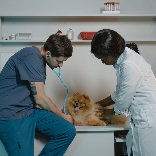 Bác sĩ thú y kiểm tra sức khỏe cho chó Pomeranian trước khi triệt sản