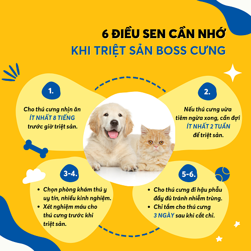 Infographic 6 lưu ý khi triệt sản chó mèo