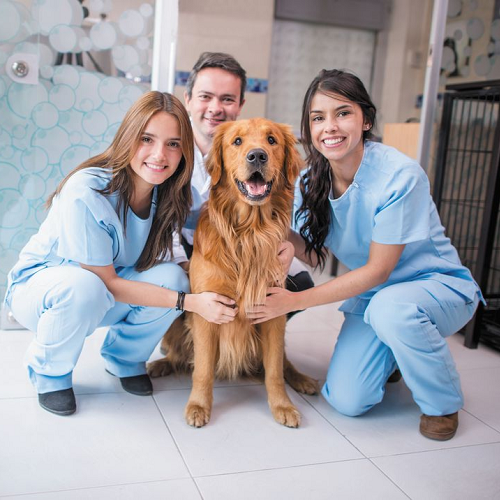 Bác sĩ thú y và chú chó Golden Retriever tại phòng khám Chomeocanh.com
