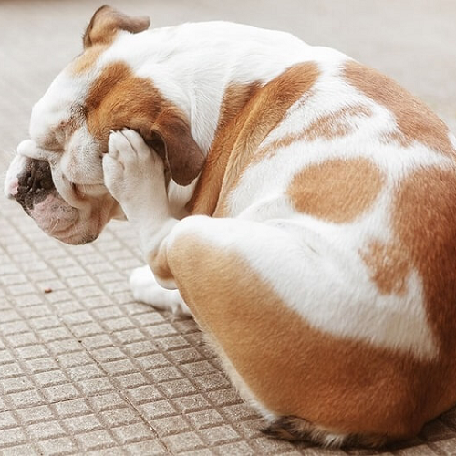 Chó gãi tai liên tục do ngứa ngáy khi bị bọ chét ký sinh.
