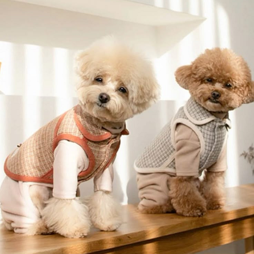 Hai chú chó Poodle mặc quần áo thời trang ngồi trên bàn gỗ