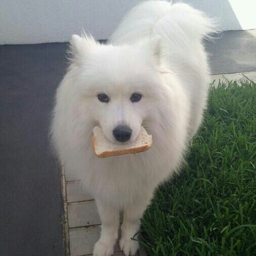 Chó Samoyed ngậm lát bánh mì trong miệng