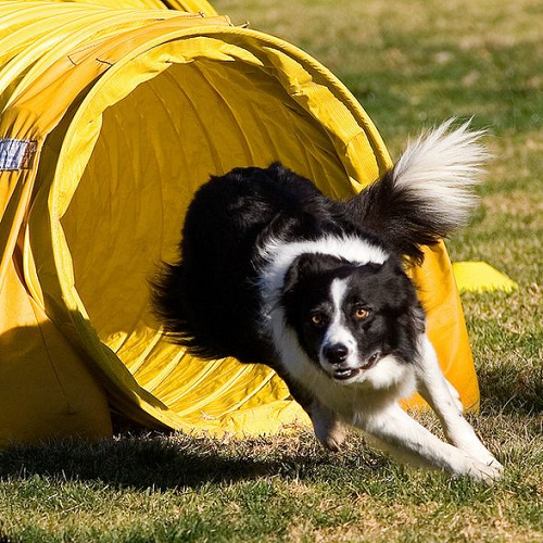 chó Border Collie vượt chướng ngại vật trong buổi huấn luyện tại Chomeocanh.com