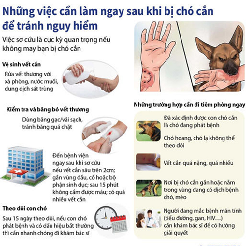 Hướng dẫn sơ cứu và tiêm phòng khi bị chó cắn.