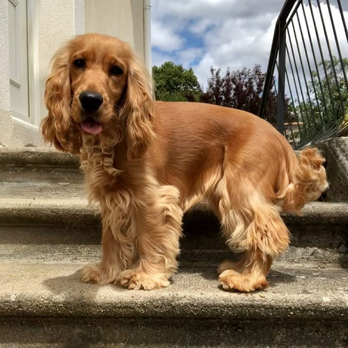 Chó Cocker Spaniel lông vàng nhạt đứng trên bậc cầu thang ngoài trời, lông dài mềm mại.
