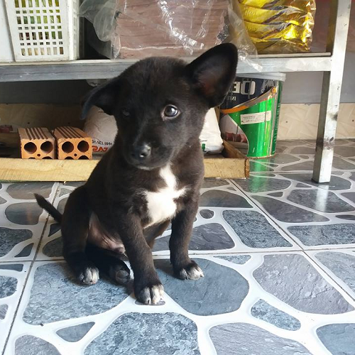 Chó Hắc Cẩu Tứ Bạch bốn chân trắng