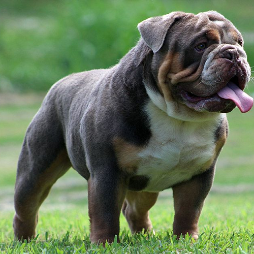 Chó Bulldog Anh cơ bắp, oai phong, lưỡi thè, đứng trên bãi cỏ.