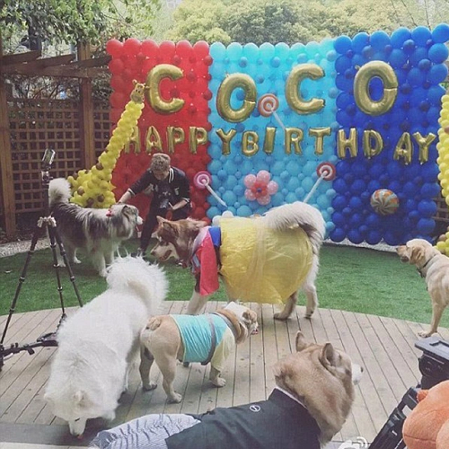 Tiệc sinh nhật xa hoa cho chó Alaska Coco với nhiều bạn bè chó tham dự