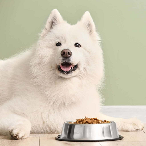 Chó Samoyed ngồi cạnh bát thức ăn hạt