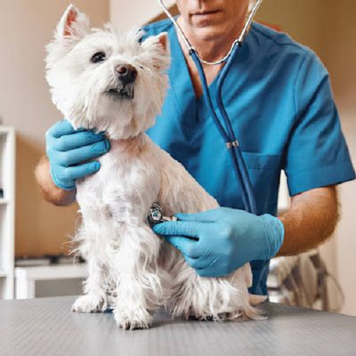 Bác sĩ thú y kiểm tra sức khỏe cho chó Westie.
