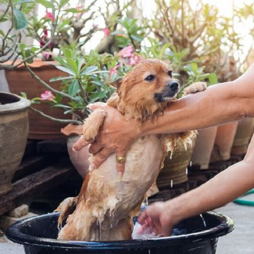 Người đang tắm cho chó để giữ vệ sinh và ngăn ngừa bọ chét ký sinh.