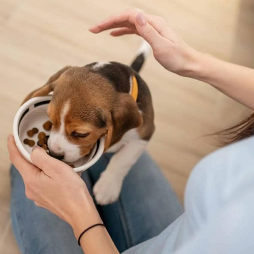 Chó con được cho ăn nhẹ bằng tay khi đang ốm và biếng ăn
