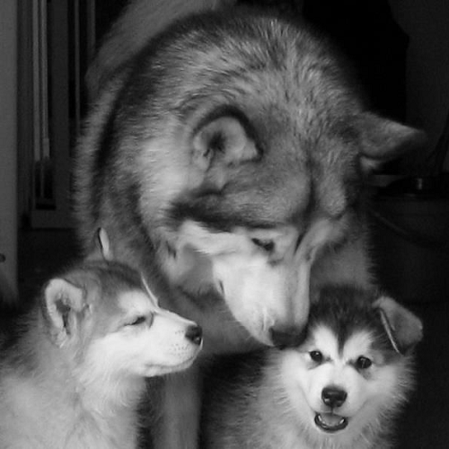 Phối giống Alaska Malamute thuần chủng - Tính cách và đặc điểm ngoại hình.