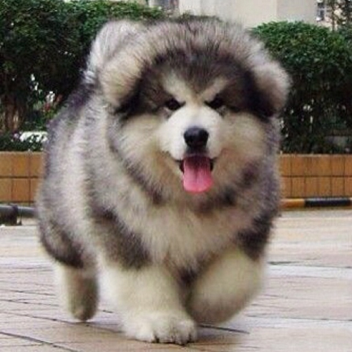 Các yếu tố ảnh hưởng đến chất lượng phối giống chó Alaska Malamute: tuổi, sức khỏe, di truyền và dinh dưỡng.